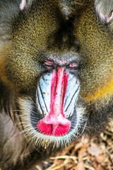 Red nose of Mandrill