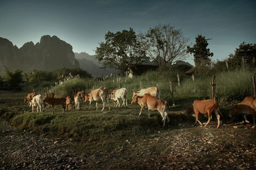 Naklejka na ściany i meble Group of cows in a rural scene