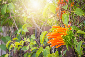 Close up Orange trumpet, Flame flower, Fire-cracker vine