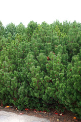 Pinus mugo - creeping pine