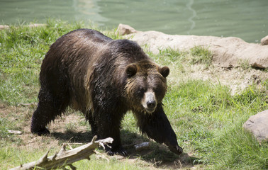 Brown Bear
