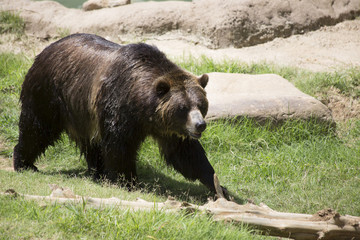 Brown Bear