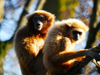 gibbon