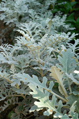 Senecio cineraria Jacobaea maritima Silver ragwort - obrazy, fototapety, plakaty