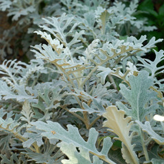 Fototapeta Senecio cineraria Jacobaea maritima Silver ragwort obraz