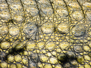 Texture of crocodile skin