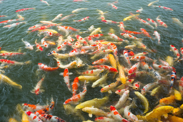 Obraz na płótnie Canvas Koi fish in pond