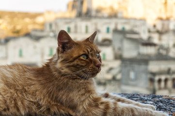 Gatto a Matera