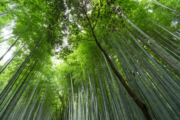Naklejka premium Bamboo forest
