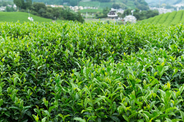 Green Tea Plantation