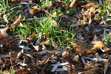 Leaves on ground with white frost in the sun