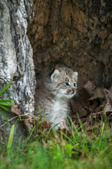Canada Lynx (Lynx canadensis) Kitten Looks Right