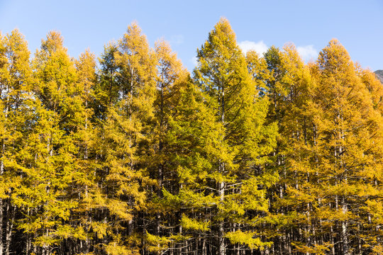 Fototapeta Forest in autumn season