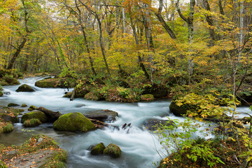 Obraz premium Oirase mountain stream in towada