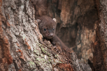 Fisher (Martes pennanti) Kit Looks Out from Tree