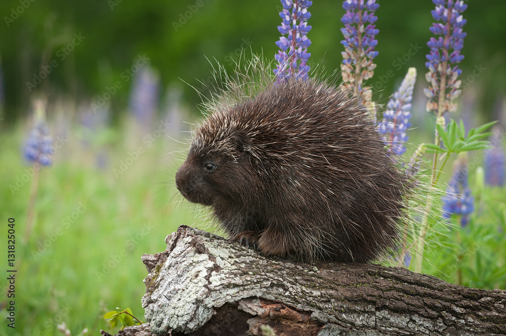 Wall mural Porcupine (Erethizon dorsatum) on Log with Lupin