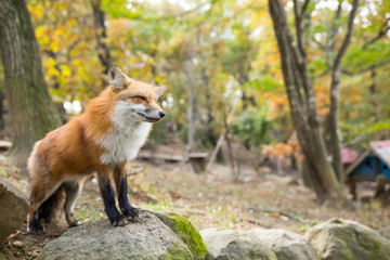 Vulpes vulpes
