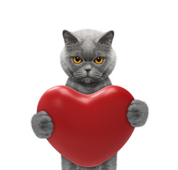 pretty cat holding a heart