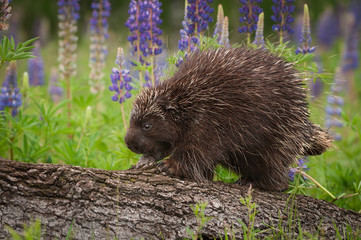 Porcupine (Erethizon dorsatum) Walks Left Atop Log