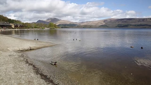 Loch Lomond Scotland UK The Trossachs National Park calm day with ducks and mountains 