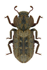 Beetle Endophloeus exsculptus on a white background