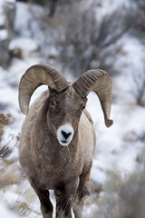 A Bighorn Sheep In Snow