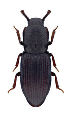 Beetle Pycnomerus sulcicollis on a white background