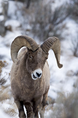 A Bighorn Sheep In Snow