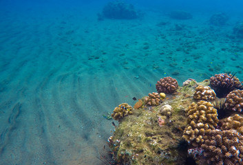 Underwater landscape with sand and coral reef. Blue clean water of tropical sea.