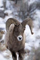 A Bighorn Sheep In Snow