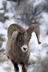A Bighorn Sheep In Snow