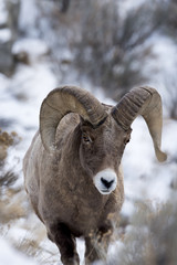 A Bighorn Sheep In Snow