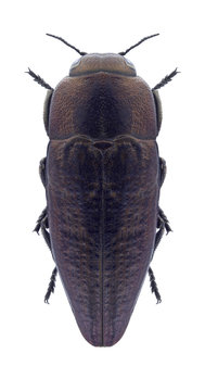 Beetle Sphenoptera antiqua on a white background