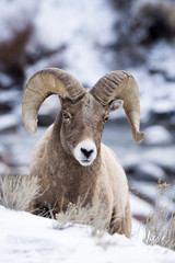 A Bighorn Sheep In Snow