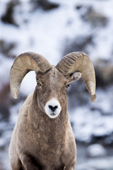 A Bighorn Sheep In Snow