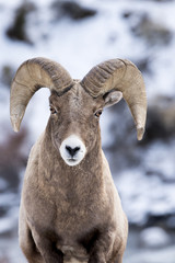 A Bighorn Sheep In Snow