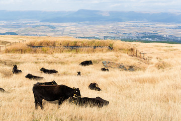 Crows in farm agriculture