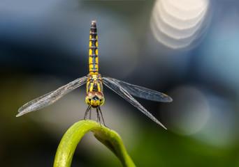 Yellow dragonfly on branch.