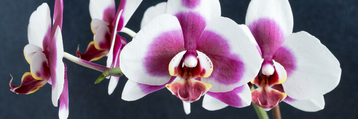 Phalaenopsis Orchidee vor schwarzem glitzerndem Hintergrund