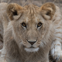 Close up head shot of a lion cub taken in Kenya.