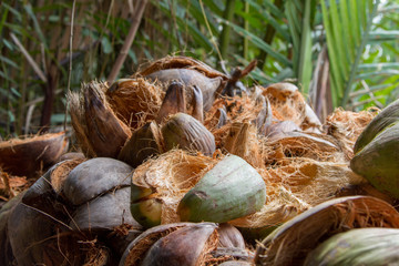 coconut halves 