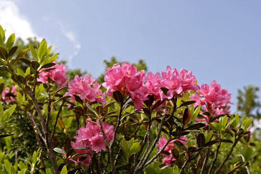alpenrose
