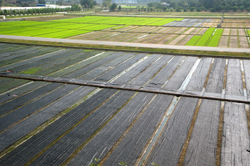 Rice planting season for the start of the rainy season in Thailand.