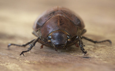 beetle