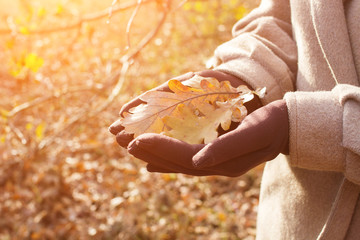 autumn oak leaves © ctvvelve
