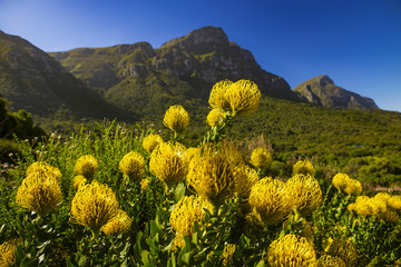 Afrique du Sud. Le Cap. Jardin botanique national de Kirstenbosch - Pincushion Protea (Leucocpermum cordifolium & 39 Yellow Bird& 39 ). Les pentes de la montagne de la Table en arrière-plan. Mise au point sélective sur le premier plan