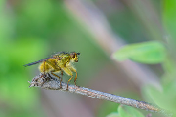 The common housefly (lat. Musca domestica) fruit fly (lat. Diptera) sitting on a branch