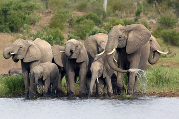 Fototapeta na wymiar The African bush elephant (Loxodonta africana) group of elephants drinking from a small lagoon