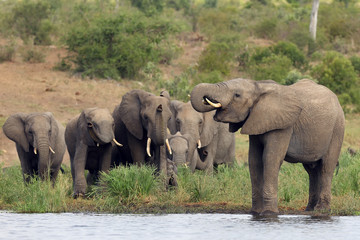 The African bush elephant (Loxodonta africana) ,young male drinking, a group of female elephants with young coming