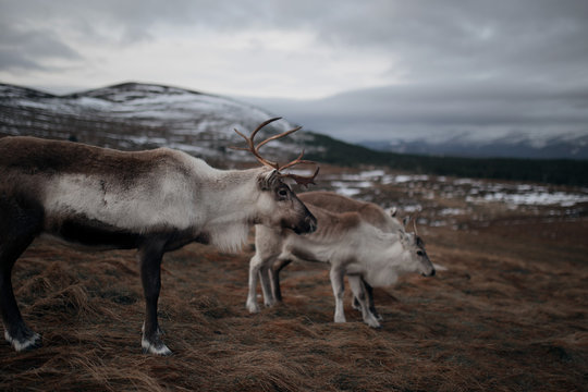 Family Reindeer